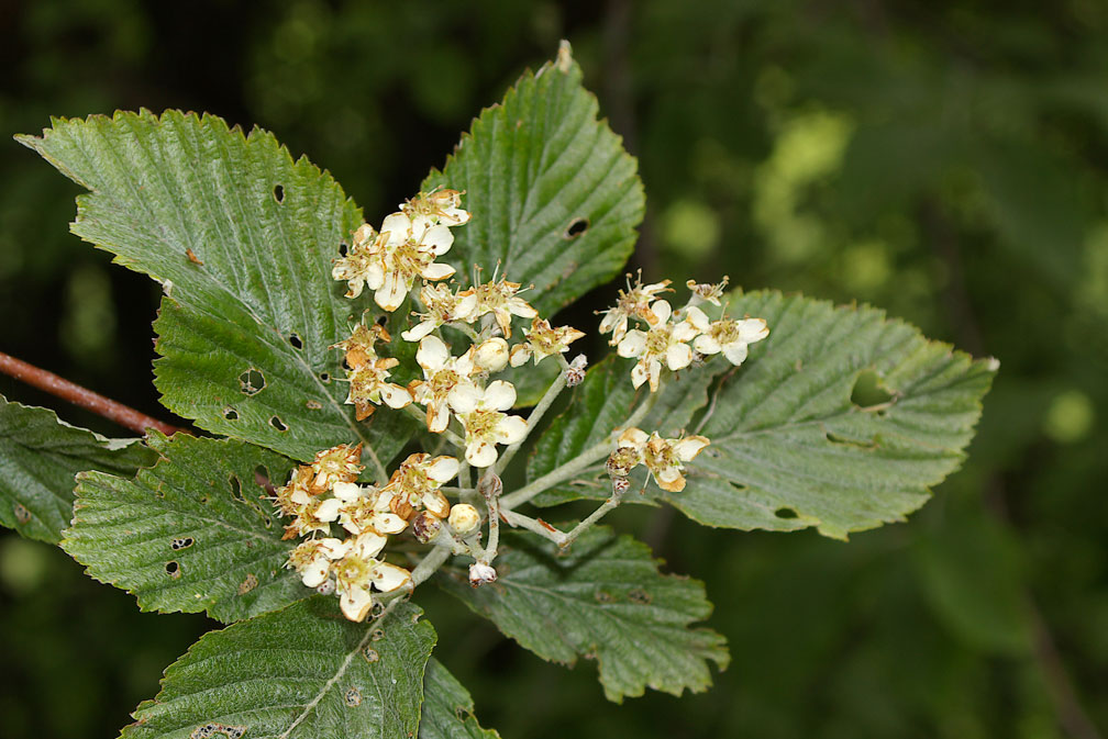 Sorbus aria/Sorbo montano